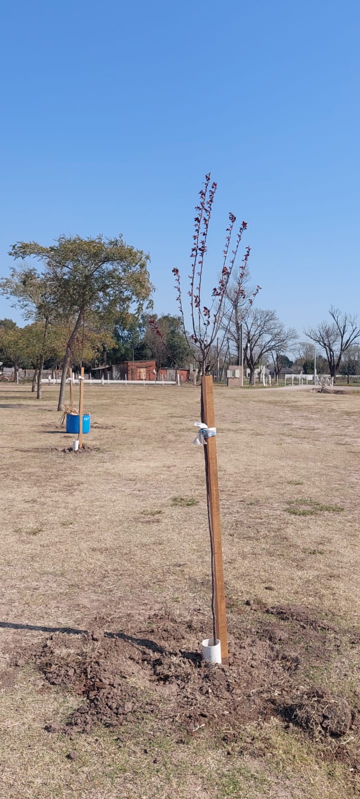PREDIO DE FUTBOL – Forestación y nueva cancha